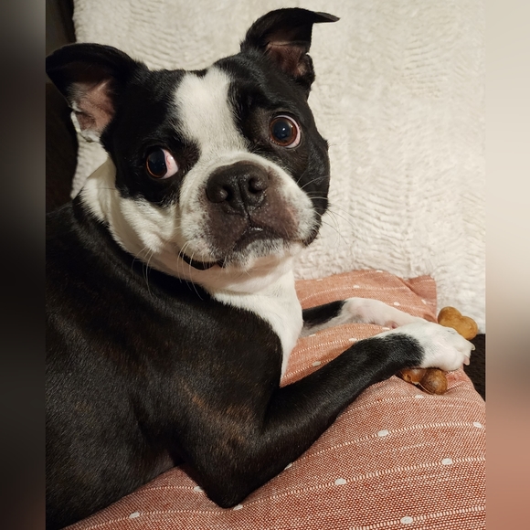 Meet your Posher, Lisa and Buddy - Picture 3 of 13